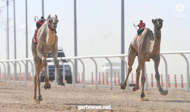 مضمار عالمي لسباقات مهرجان ولي العهد للهجن بالطائف