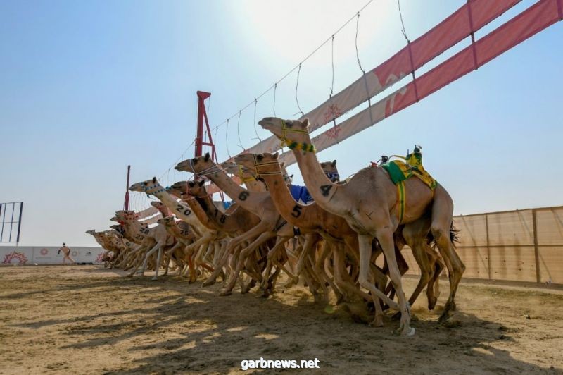 القعود "الفال" يخطف نجومية الفترة الصباحية في خامس أيام مهرجان ولي العهد للهجن 3