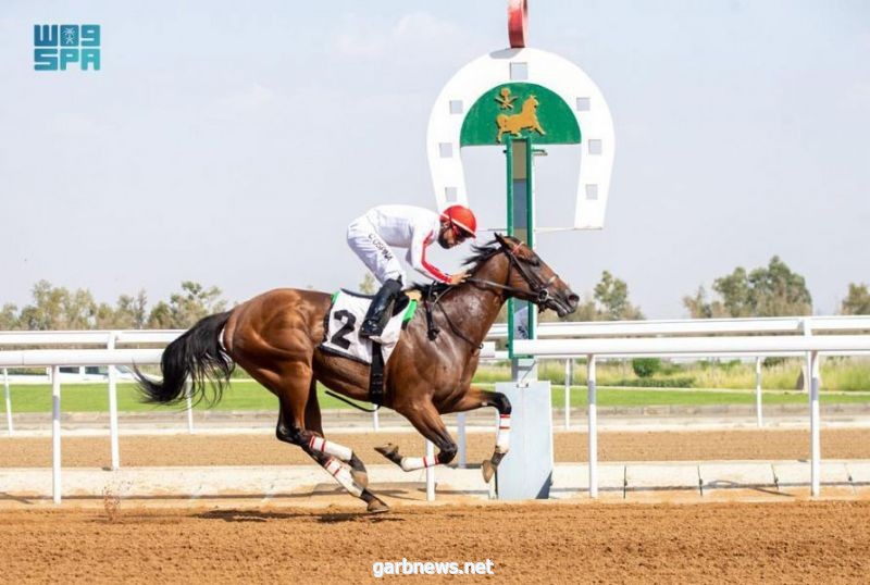 نادي سباقات الخيل يقيم حفله السباقي 13 ضمن موسم سباقات الخيل للمصيف بالطائف