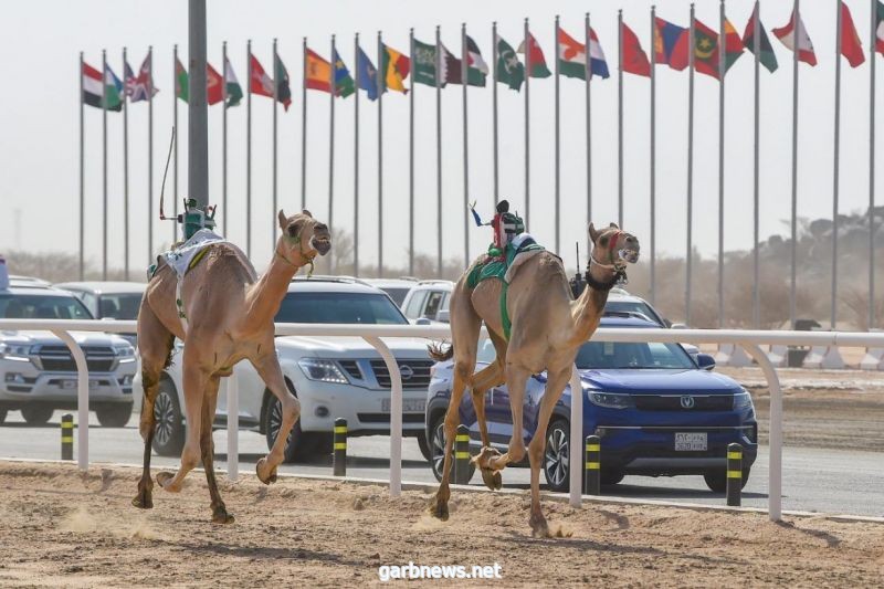 البكرة "اندفاع" تخطف نجومية مساء سادس أيام مهرجان ولي العهد للهجن