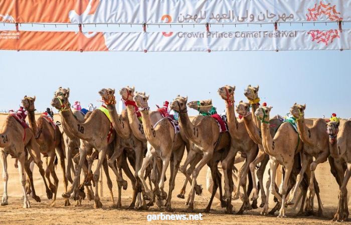 النايفة" تنتزع نوماس اللقايا في الأشواط الصباحية لمهرجان ولي العهد للهجن