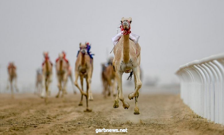 البكرة " الهبوب" تُسجل أفضل توقيت في سابع أيام مهرجان ولي العهد للهجن3