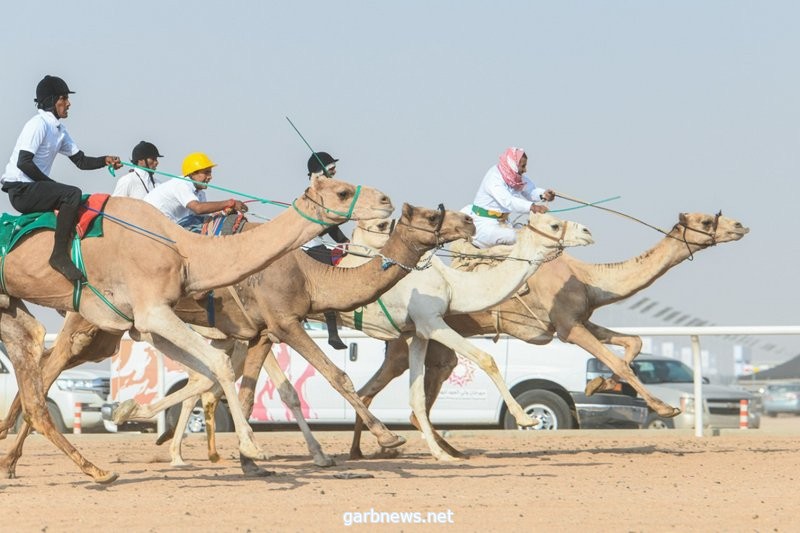 أكثر من مليون ريال في انتظار هجانة ماراثون مهرجان ولي العهد للهجن.. غداً