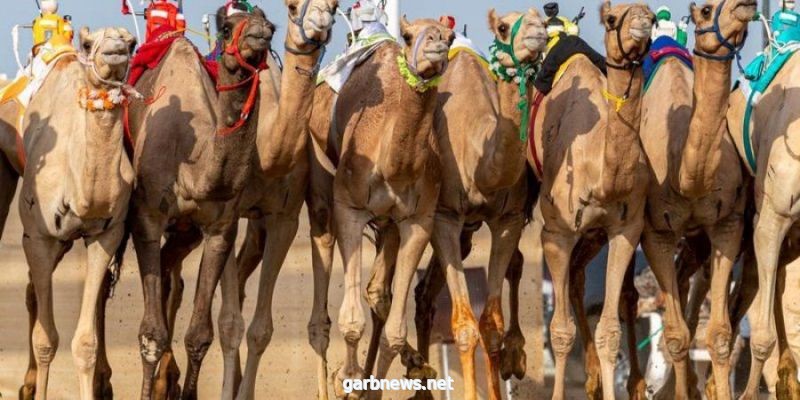 " مبشرة" و "شاهين" ينتزعان نوماس الأشواط الرئيسة لـ"الحيل والزمول" في الفترة الصباحية لمهرجان ولي العهد للهجن