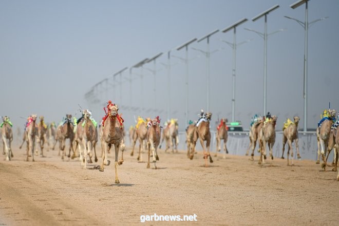 80 مليونًا.. قيمة أكثر من 600 صفقة في مهرجان ولي العهد للهجن بنسخته الثالثة