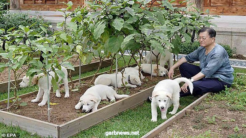 رئيس كوريا الجنوبية: حان وقت النظر في حظر تناول لحوم الكلاب