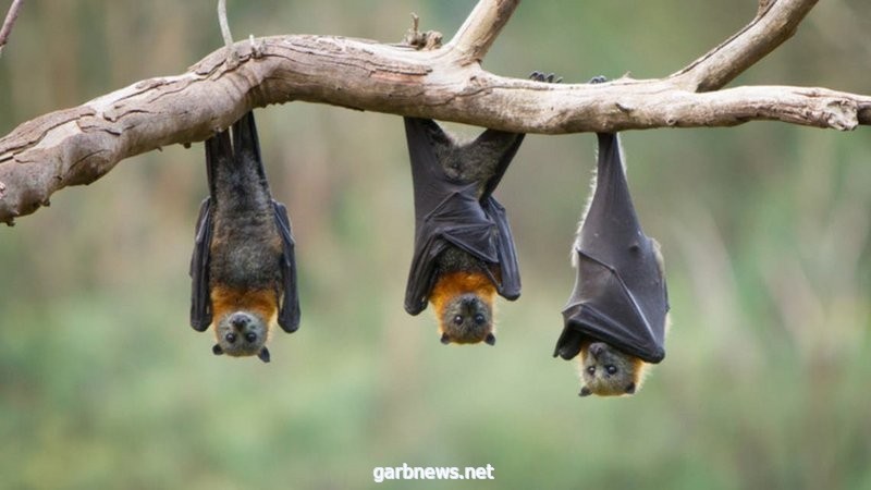 الخفافيش و"كورونا".. دراسة تتحدث عن "حقيقة مختلفة"