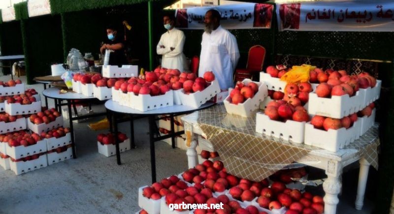 سمو أمير القصيم يفتتح مهرجان رمان القصيم الخامس بالشيحية.. غدًا الثلاثاء