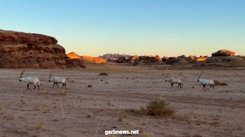 الهيئة الملكية لمحافظة العلا تعيد توطين أكثر من 150 حيواناًبرياً