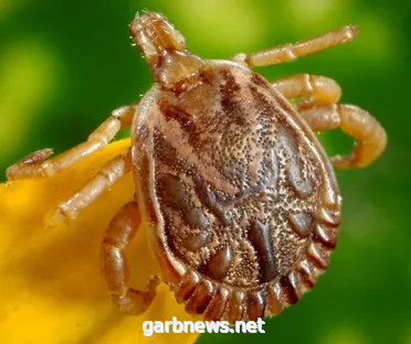 حشرات صغيرة تسببها.. حمى قاتلة تصيب امرأة بريطانية
