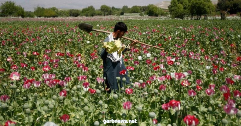 طالبان تحظر زراعة الأفيون وغيره من  أنواع المخدرات في أفغانستان