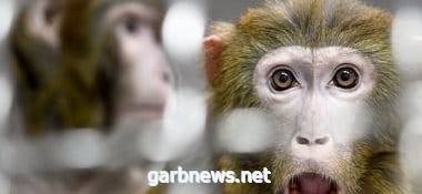 رصد أول إصابة بفيروس “جدرى القرود” فى بريطانيا