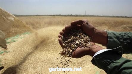 جورجيا محذرة : القمح نفد بالبلاد