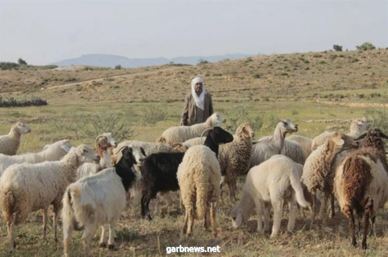 مصدر: العمل على تمكين السائق الخاص على العمل بمهنة راعٍ