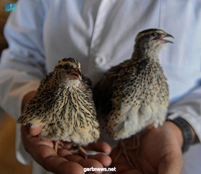 تبوك تتصدر الشرق الأوسط في إنتاج السمان