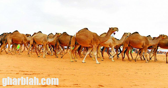 نقل مهرجان أم رقيبة إلى صياهد رماح