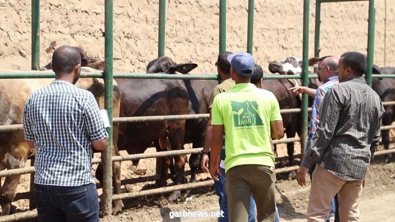 لجنة الخبراء تفحص الأضاحي بمزارع "مصر الخير"لذبحها في عيد الأضحى وأيام التشريق