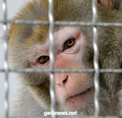 اليونان تسجل 48 حالة إصابة مؤكدة #بجدري_القرود.