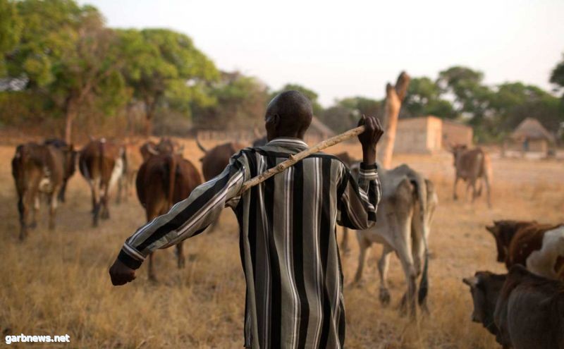 نيجيريا :  18 قتيلاً في مواجهات بين فلاحين ومربي ماشية