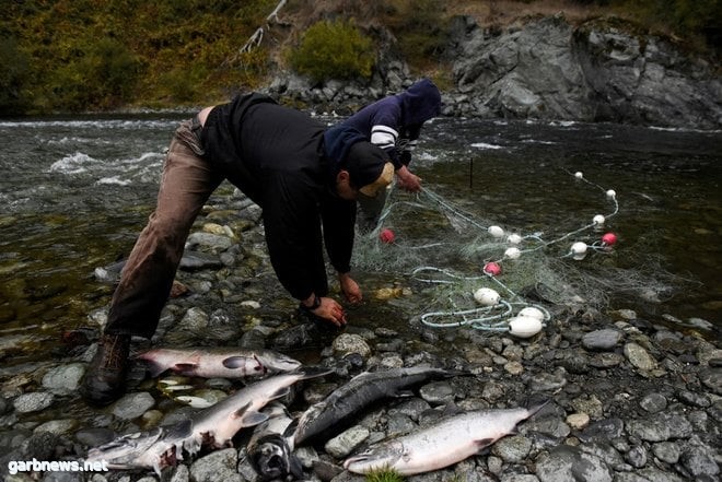 بسبب سمك السلمون.. أمريكا توافق على أكبر عملية إزالة للسدود في تاريخها