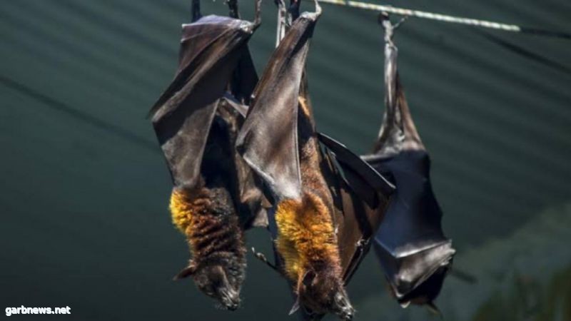 اكتشاف فيروسات جديدة وفتاكة بالبشر فى الخفافيش