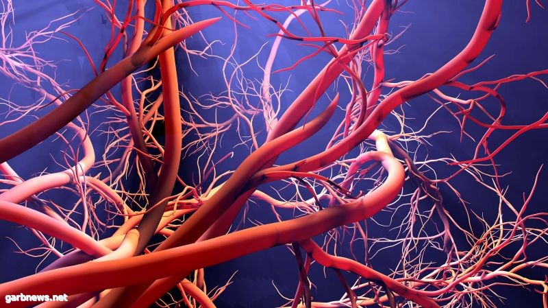 دراسة: النمط الغذائي يؤثر على الأوعية الدموية والأمراض الرئيسية