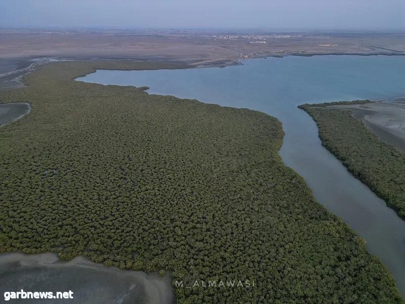 شواطئ عثّر" التاريخية.. غابات "الشورى" تشكل لوحة جمالية بديعة غرب صبيا