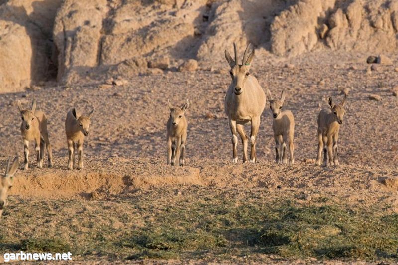 محمية "نيوم" تشهد ولادات الجيل الأول من صغار الظباء والوعول