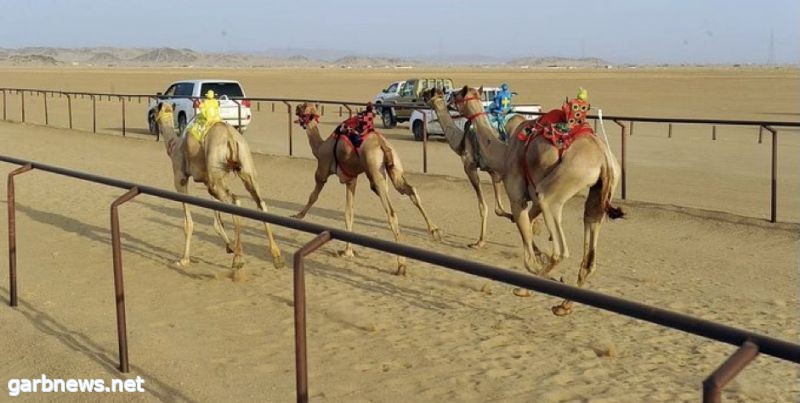 ميدان نجران للهجن يعلن نتائج سباق سن " المفاريد"