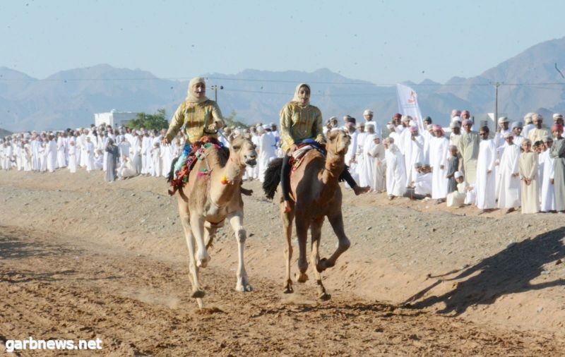 بمشاركة اكثر من خمسمائة ناقة و خيل .. انطلاق المهرجان السابع بميدان الرحاب بولاية ابراء العمانية