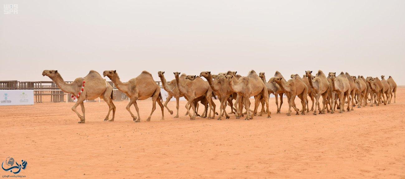 تحت رعاية خادم الحرمين الشريفين .. انطلاق جائزة الملك عبدالعزيز لمزايين الإبل