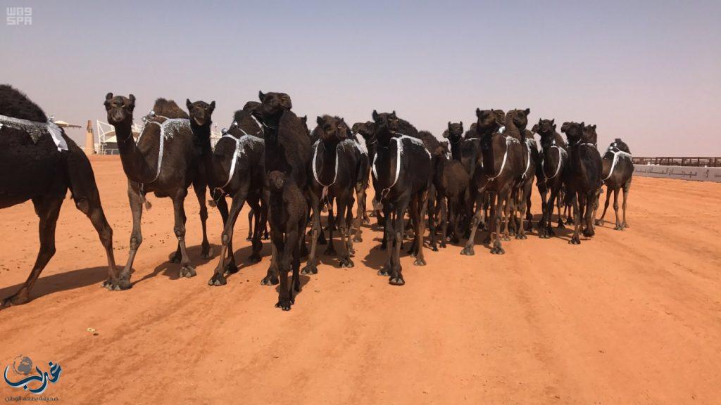 جائزة الملك عبدالعزيز لمزايين الإبل تبدأ تحكيم جمال ٢٥ منقية من المجاهيم فئة الثلاثين