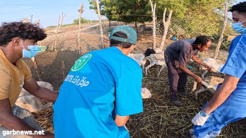 وقاء جازان" يبدأ حملة التحصين لأكثر من ربع  مليون رأس ماشية ضد مرض الحمى القلاعية لعام 2024م