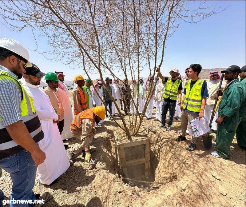  "الغطاء النباتي" ينقل 8 أشجار معمرة إلى متنزه البيضاء بالمدينة المنورة