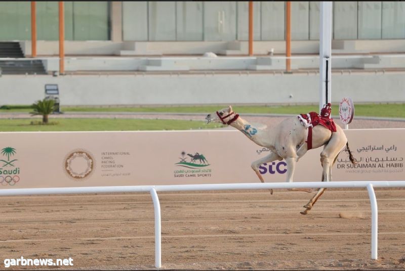 "بارود"، تحتفظ بالتوقيت الأفضل في منافسات "اللقايا" بمهرجان ولي العهد للهجن بمشاركة 1680 مطية