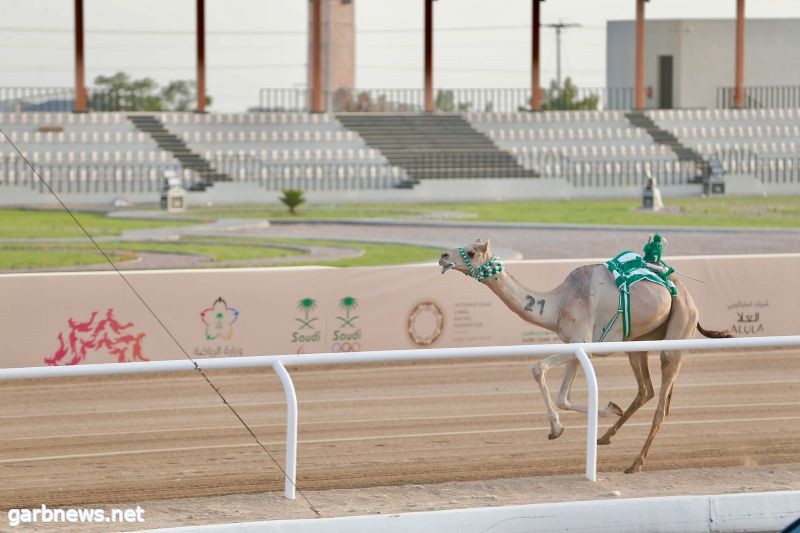 "الشبله" تخطف التوقيت الأفضل في فئة الجذاع ضمن مهرجان ولي العهد للهجن