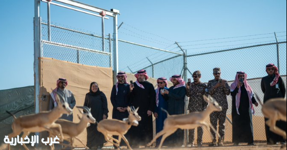 "الحياة الفطرية" يطلق ٦٦ كائناً فطرياً مهدداً بالانقراض في محمية الملك خالد الملكية