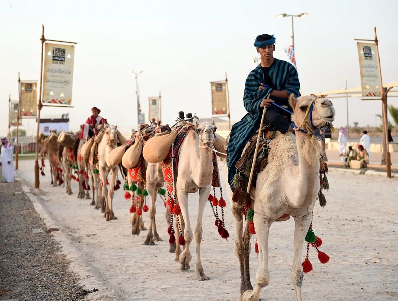 قوافل الإبل .. عصب الحياة التي تنقل على ظهورها البضائع تحط بسوق عكاظ