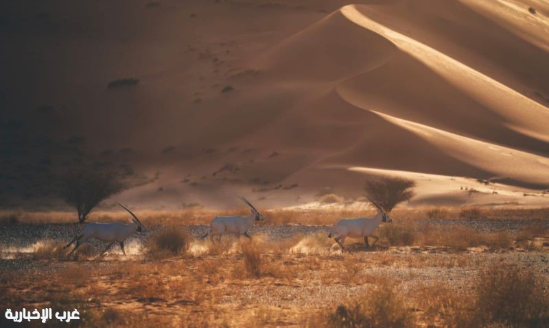 تسجيل محمية عروق بني معارض في القائمة الخضراء للاتحاد الدولي لحماية الطبيعة تسجيل محمية عروق بني معارض في القائمة الخضراء للاتحاد الدولي لحماية الطبيعة