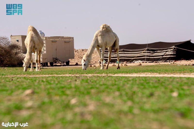 الثروة الحيوانية.. كنز الأمن الغذائي ومصدر الاستدامة في الحدود الشمالية الثروة الحيوانية.. كنز الأمن الغذائي ومصدر الاستدامة في الحدود الشمالية