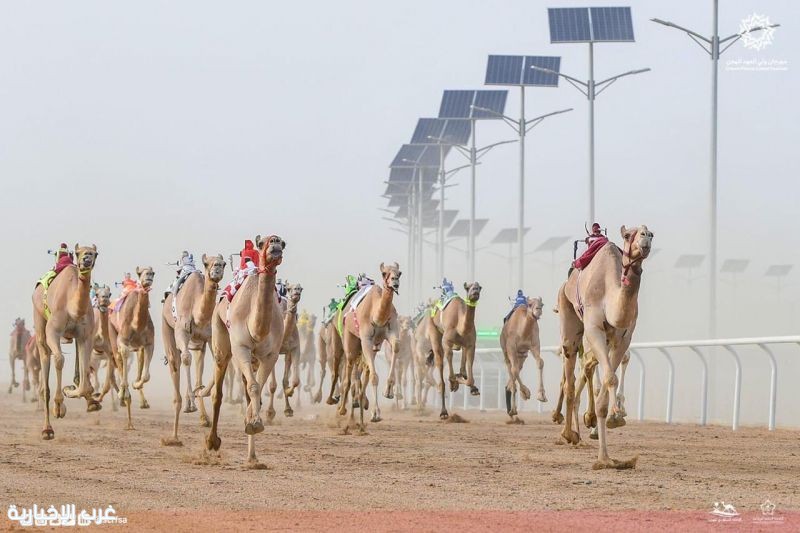 639 شوطًا في ميدان الطائف.. انطلاق سباق الهجن للموسم الثاني على التوالي 639 شوطًا في ميدان الطائف.. انطلاق سباق الهجن للموسم الثاني على التوالي