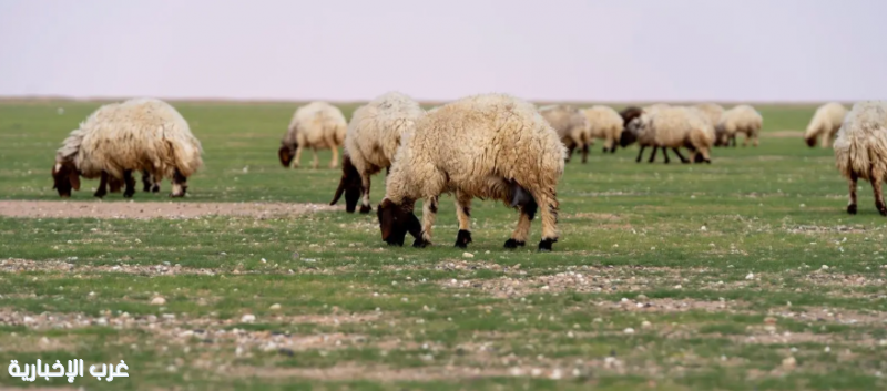 "الغطاء النباتي" يُطلق مبادرة للسماح بالرعي في عدد من مناطق المملكة "الغطاء النباتي" يُطلق مبادرة للسماح بالرعي في عدد من مناطق المملكة