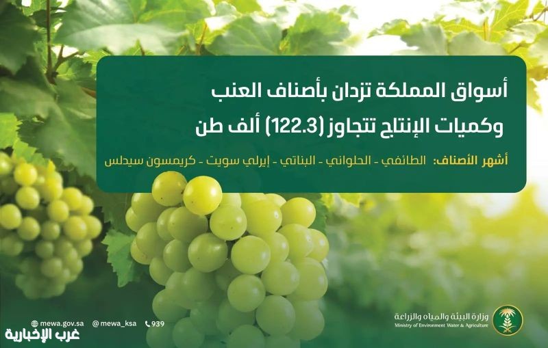 أسواق المملكة تزدان بأجود أصناف العنب وكميات الإنتاج تتجاوز (122.3) ألف طن أسواق المملكة تزدان بأجود أصناف العنب وكميات الإنتاج تتجاوز (122.3) ألف طن