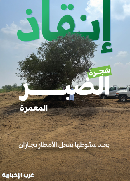 المركز الوطني لتنمية الغطاء النباتي ينجح في إنقاذ شجرة ضبر معمرة بمنطقة جازان المركز الوطني لتنمية الغطاء النباتي ينجح في إنقاذ شجرة ضبر معمرة بمنطقة جازان