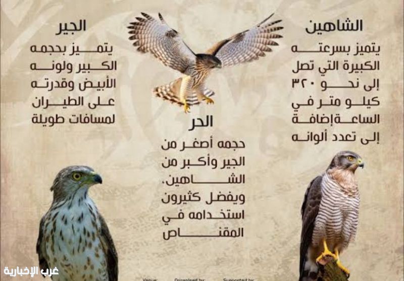 موسم قنص الصقور في المملكة العربية السعودية: تراث يمتد عبر الأجيال موسم قنص الصقور في المملكة العربية السعودية: تراث يمتد عبر الأجيال
