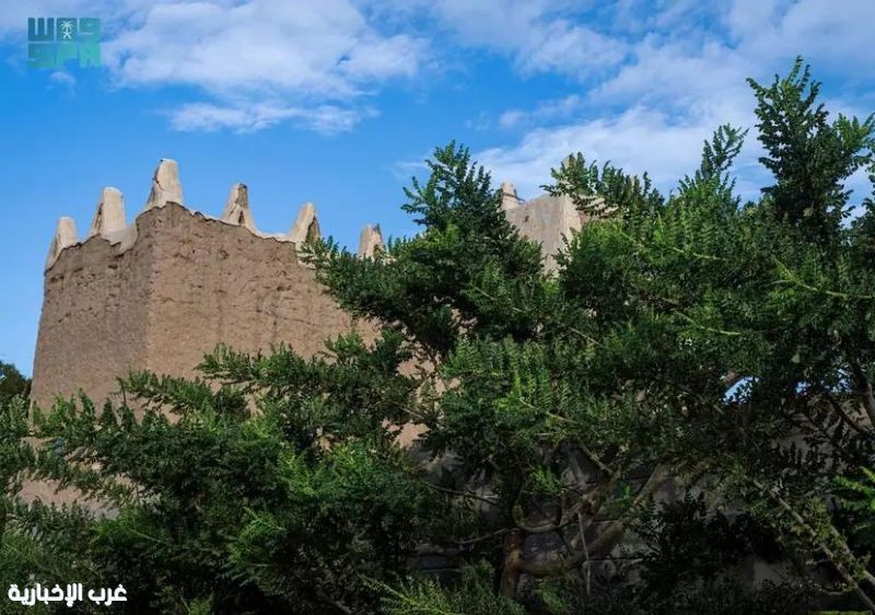 زراعة أشجار اللبان بنجران تعزز تنوع المنتجات الزراعية ذات القيمة الاقتصادية والبيئية