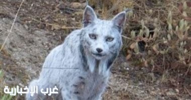 مصور يلتقط لحظات نادرة لأول وشق أيبيرى أبيض فى العالم.. مصور يلتقط لحظات نادرة لأول وشق أيبيرى أبيض فى العالم..