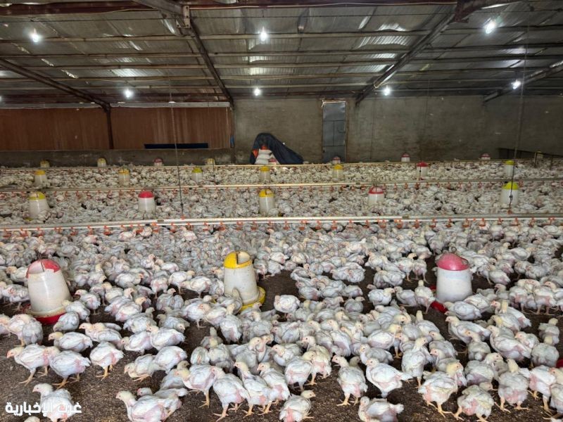 ضبط مشروعين مخالفين لتربية الدواجن في مزارع غران ضبط مشروعين مخالفين لتربية الدواجن في مزارع غران