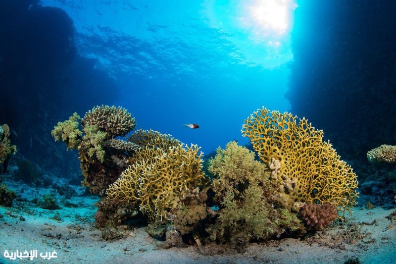 مركز الحياة الفطرية: إدراج" الثقوب الزرقاء" و "رأس حاطبة" ضمن قائمة المحميات الوطنية يعزز الريادة السعودية في الحماية البيئية