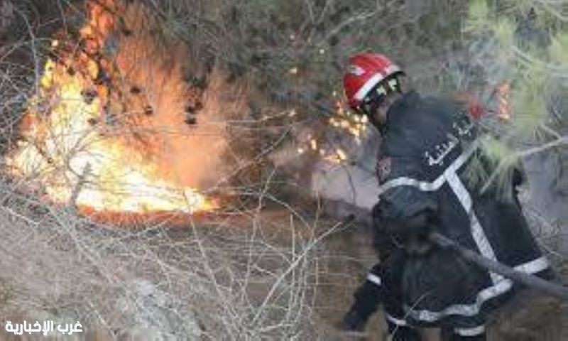 اندلاع 29 حريقًا في الغطاء النباتي خلال 24 ساعة بالجزائر اندلاع 29 حريقًا في الغطاء النباتي خلال 24 ساعة بالجزائر